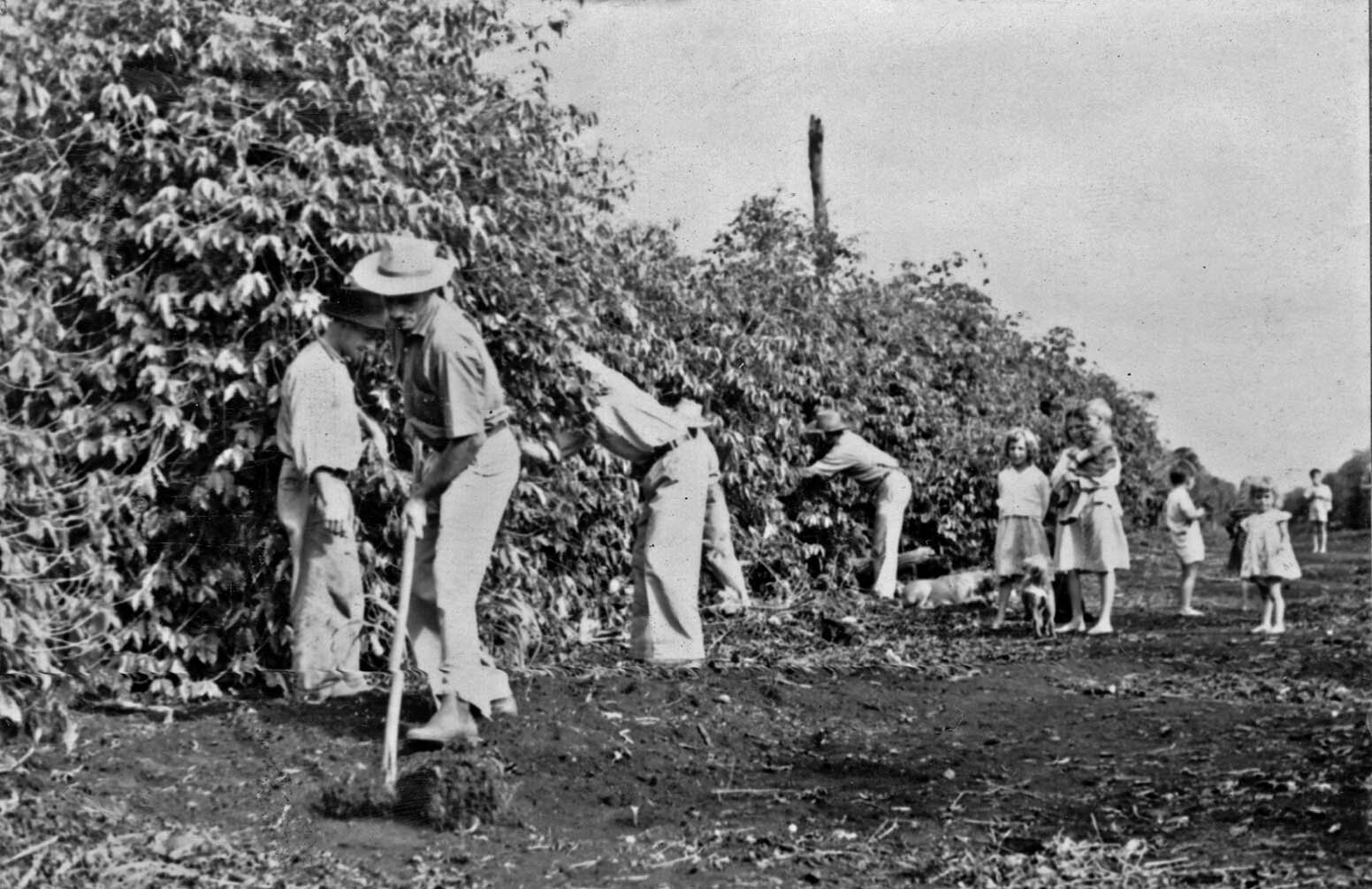 Londrina e o Ouro Verde: a era do café no Norte do Paraná